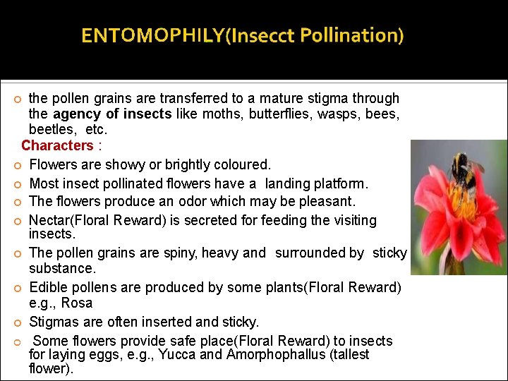 the pollen grains are transferred to a mature stigma through the agency of insects