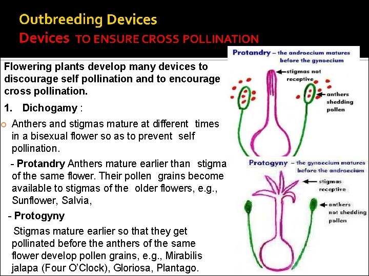 Flowering plants develop many devices to discourage self pollination and to encourage cross pollination.