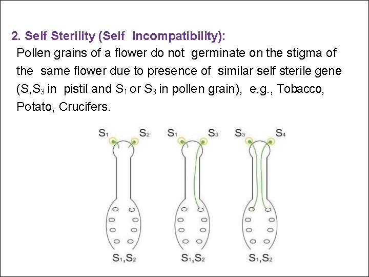 2. Self Sterility (Self Incompatibility): Pollen grains of a flower do not germinate on
