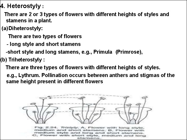 4. Heterostyly : There are 2 or 3 types of flowers with different heights