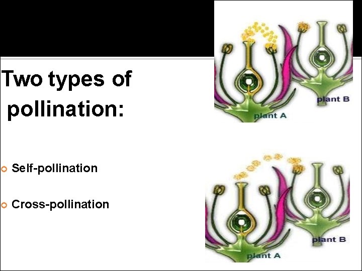 Two types of pollination: Self-pollination Cross-pollination 