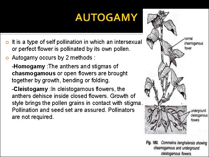  It is a type of self pollination in which an intersexual or perfect