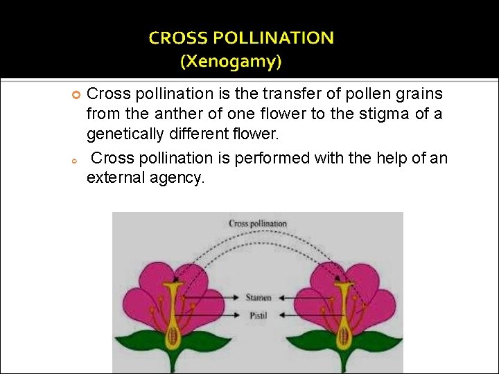  Cross pollination is the transfer of pollen grains from the anther of one