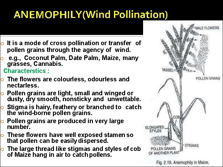 It is a mode of cross pollination or transfer of pollen grains through the