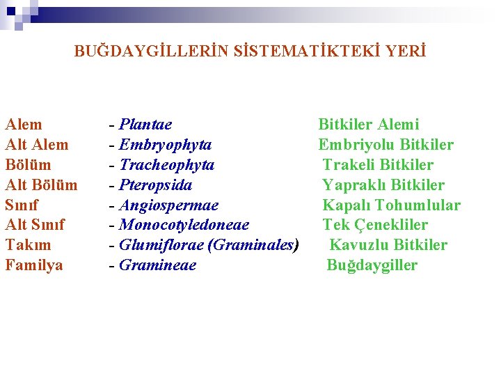 BUĞDAYGİLLERİN SİSTEMATİKTEKİ YERİ Alem Alt Alem Bölüm Alt Bölüm Sınıf Alt Sınıf Takım Familya