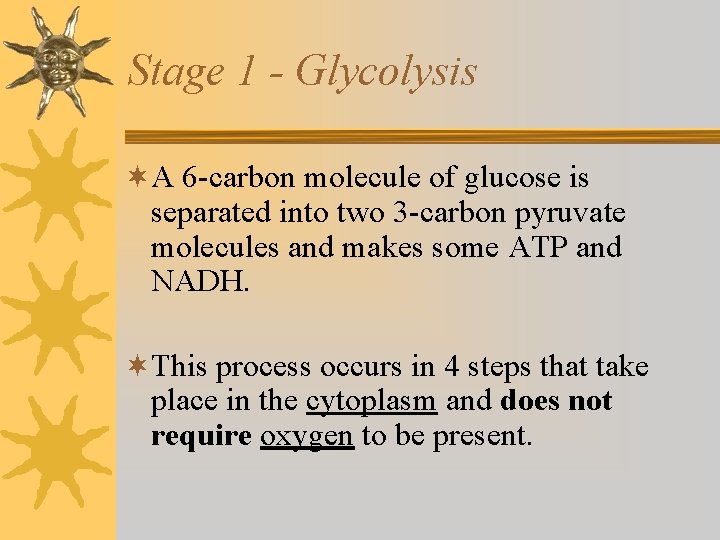 Stage 1 - Glycolysis ¬A 6 -carbon molecule of glucose is separated into two Stage 1 - Glycolysis ¬A 6 -carbon molecule of glucose is separated into two