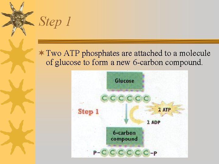 Step 1 ¬ Two ATP phosphates are attached to a molecule of glucose to Step 1 ¬ Two ATP phosphates are attached to a molecule of glucose to