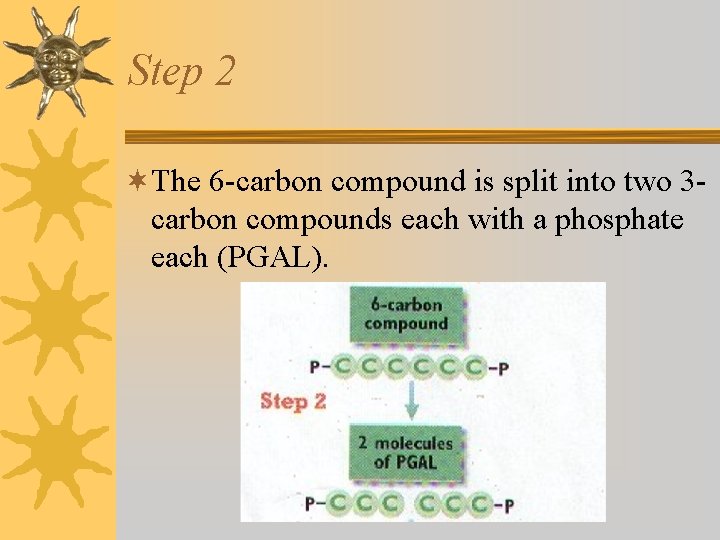 Step 2 ¬The 6 -carbon compound is split into two 3 carbon compounds each Step 2 ¬The 6 -carbon compound is split into two 3 carbon compounds each