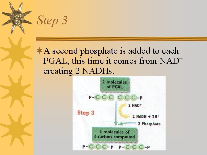 Step 3 ¬A second phosphate is added to each PGAL, this time it comes Step 3 ¬A second phosphate is added to each PGAL, this time it comes