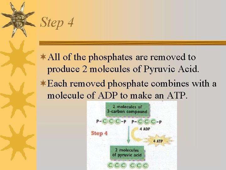 Step 4 ¬All of the phosphates are removed to produce 2 molecules of Pyruvic Step 4 ¬All of the phosphates are removed to produce 2 molecules of Pyruvic