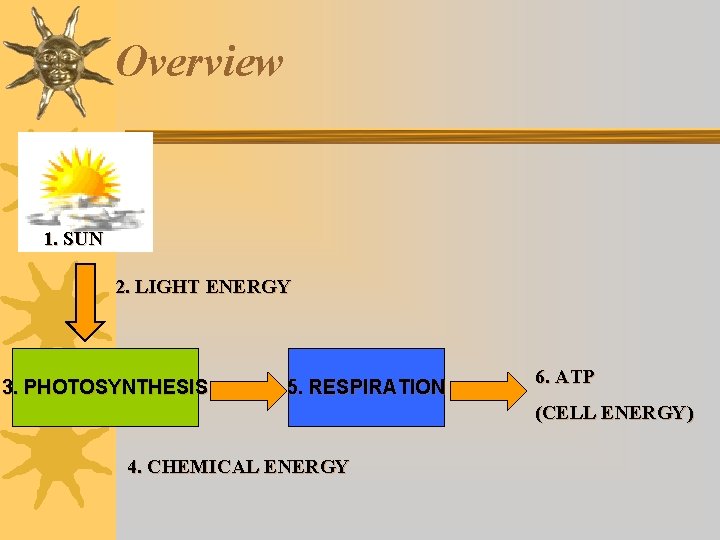 Overview 1. SUN 2. LIGHT ENERGY 3. PHOTOSYNTHESIS 5. RESPIRATION 6. ATP (CELL ENERGY) Overview 1. SUN 2. LIGHT ENERGY 3. PHOTOSYNTHESIS 5. RESPIRATION 6. ATP (CELL ENERGY)
