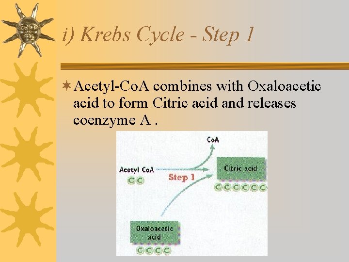 i) Krebs Cycle - Step 1 ¬Acetyl-Co. A combines with Oxaloacetic acid to form i) Krebs Cycle - Step 1 ¬Acetyl-Co. A combines with Oxaloacetic acid to form