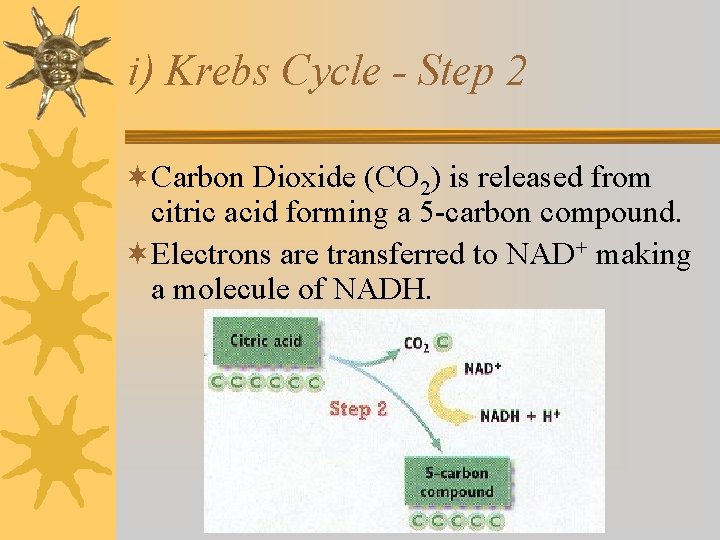 i) Krebs Cycle - Step 2 ¬Carbon Dioxide (CO 2) is released from citric i) Krebs Cycle - Step 2 ¬Carbon Dioxide (CO 2) is released from citric