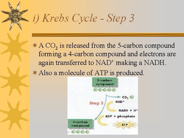 i) Krebs Cycle - Step 3 ¬ A CO 2 is released from the i) Krebs Cycle - Step 3 ¬ A CO 2 is released from the