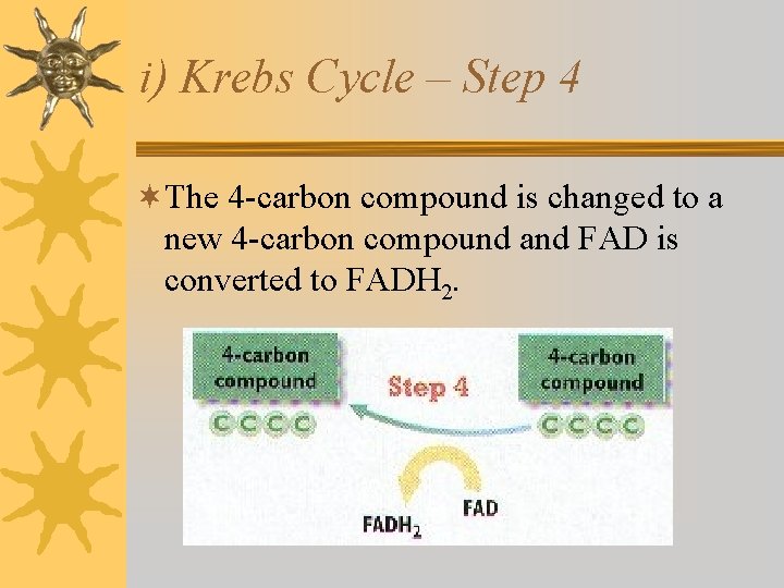i) Krebs Cycle – Step 4 ¬The 4 -carbon compound is changed to a i) Krebs Cycle – Step 4 ¬The 4 -carbon compound is changed to a