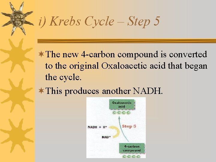 i) Krebs Cycle – Step 5 ¬The new 4 -carbon compound is converted to i) Krebs Cycle – Step 5 ¬The new 4 -carbon compound is converted to