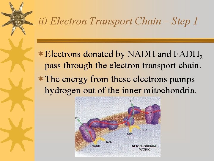 ii) Electron Transport Chain – Step 1 ¬Electrons donated by NADH and FADH 2 ii) Electron Transport Chain – Step 1 ¬Electrons donated by NADH and FADH 2