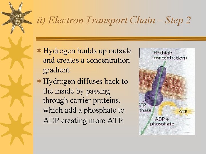 ii) Electron Transport Chain – Step 2 ¬ Hydrogen builds up outside and creates ii) Electron Transport Chain – Step 2 ¬ Hydrogen builds up outside and creates