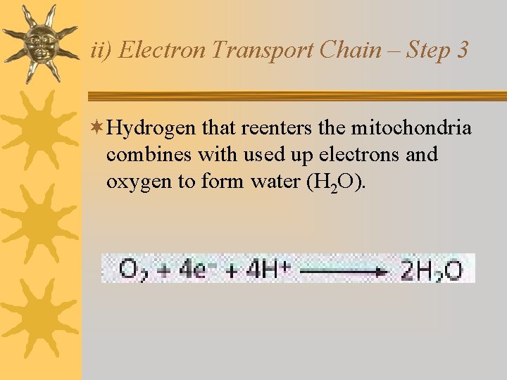 ii) Electron Transport Chain – Step 3 ¬Hydrogen that reenters the mitochondria combines with ii) Electron Transport Chain – Step 3 ¬Hydrogen that reenters the mitochondria combines with