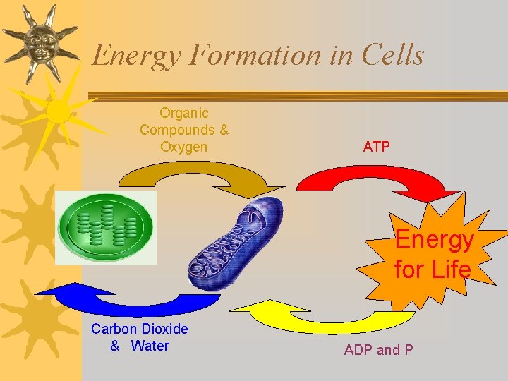 Energy Formation in Cells Organic Compounds & Oxygen ATP Energy for Life Carbon Dioxide Energy Formation in Cells Organic Compounds & Oxygen ATP Energy for Life Carbon Dioxide