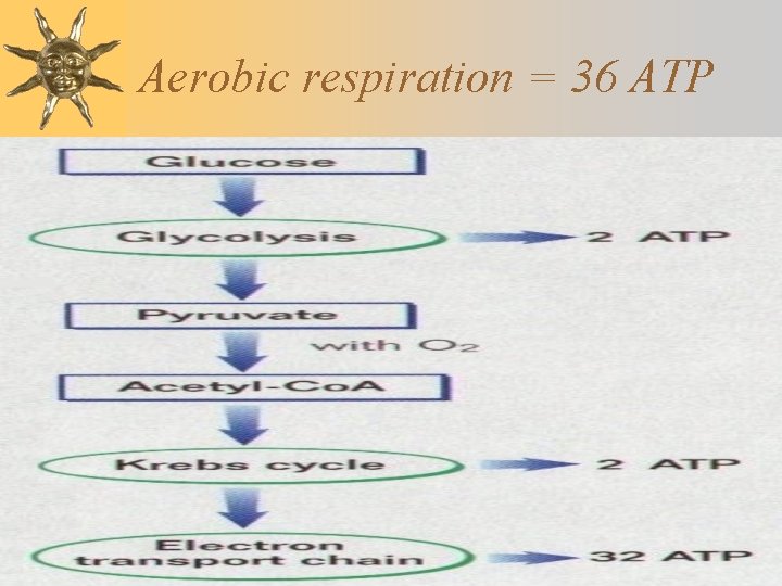 Aerobic respiration = 36 ATP Aerobic respiration = 36 ATP