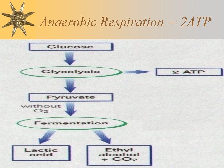 Anaerobic Respiration = 2 ATP Anaerobic Respiration = 2 ATP