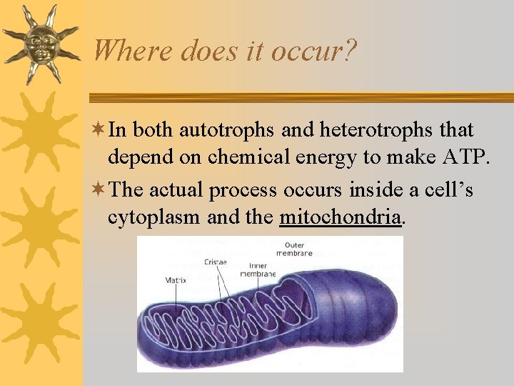 Where does it occur? ¬In both autotrophs and heterotrophs that depend on chemical energy Where does it occur? ¬In both autotrophs and heterotrophs that depend on chemical energy