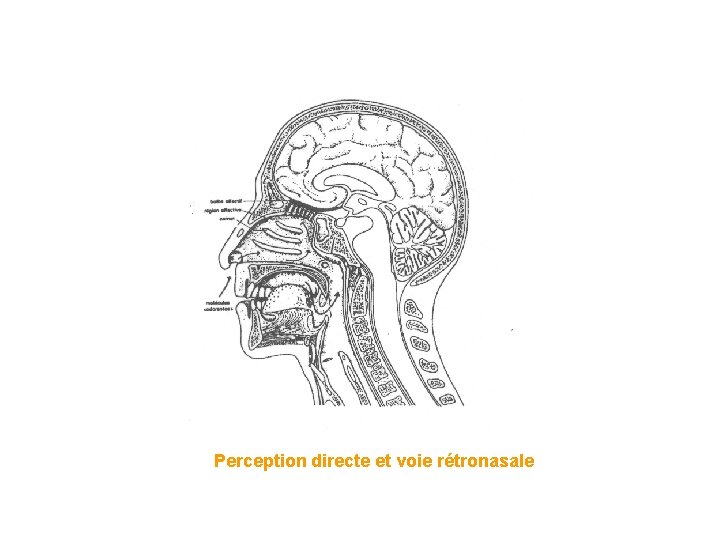Perception directe et voie rétronasale Perception directe et voie rétronasale