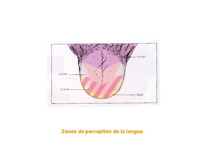 Zones de perception de la langue Zones de perception de la langue