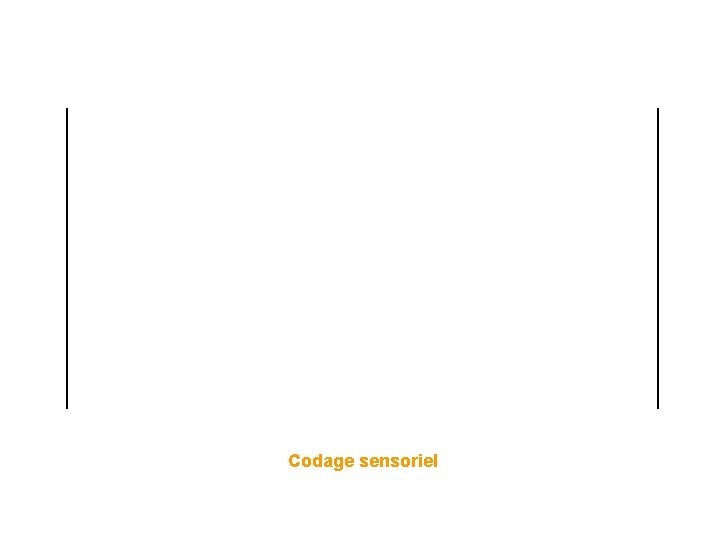 Codage sensoriel Codage sensoriel