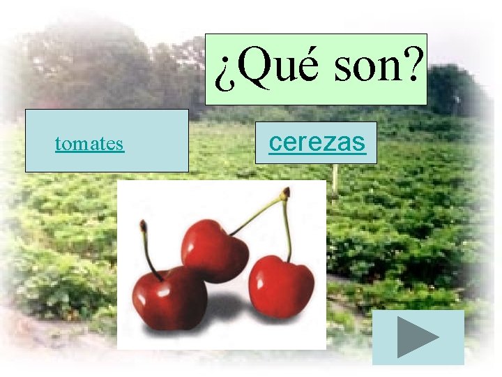 ¿Qué son? tomates cerezas 