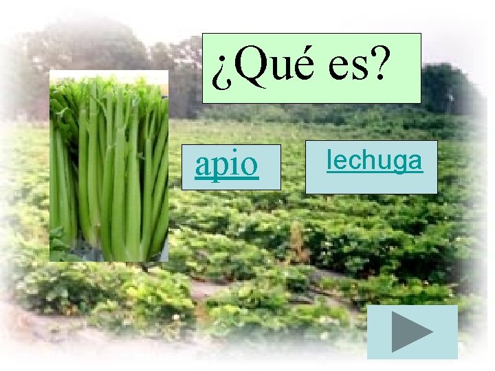 ¿Qué es? apio lechuga 