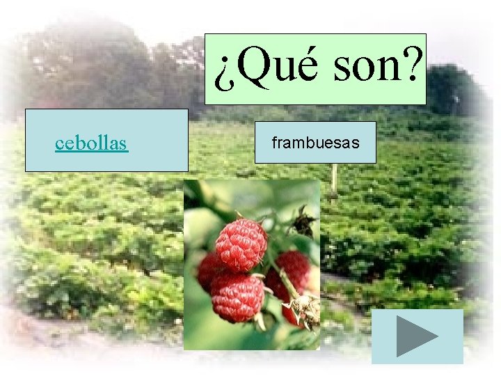 ¿Qué son? cebollas frambuesas 