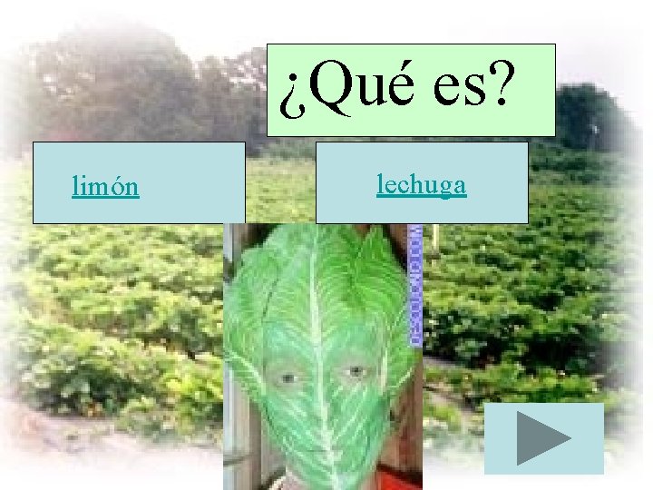 ¿Qué es? limón lechuga 