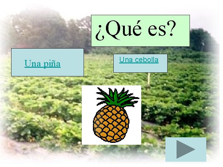 ¿Qué es? Una piña Una cebolla 