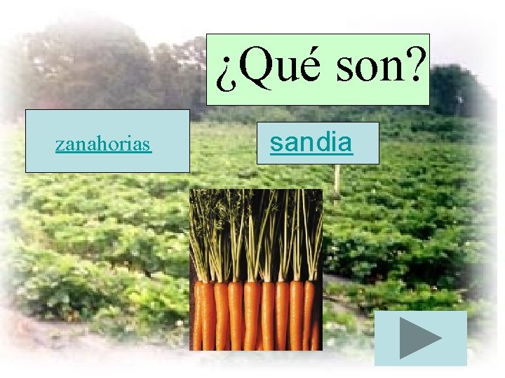 ¿Qué son? zanahorias sandia 