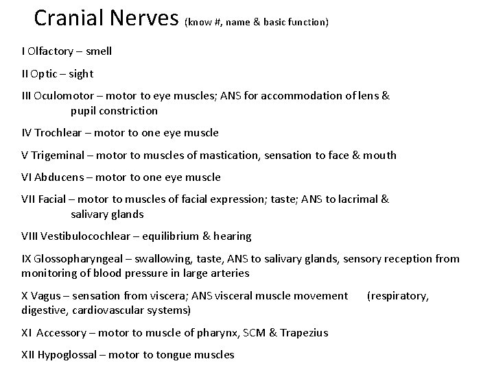 Cranial Nerves (know #, name & basic function) I Olfactory – smell II Optic