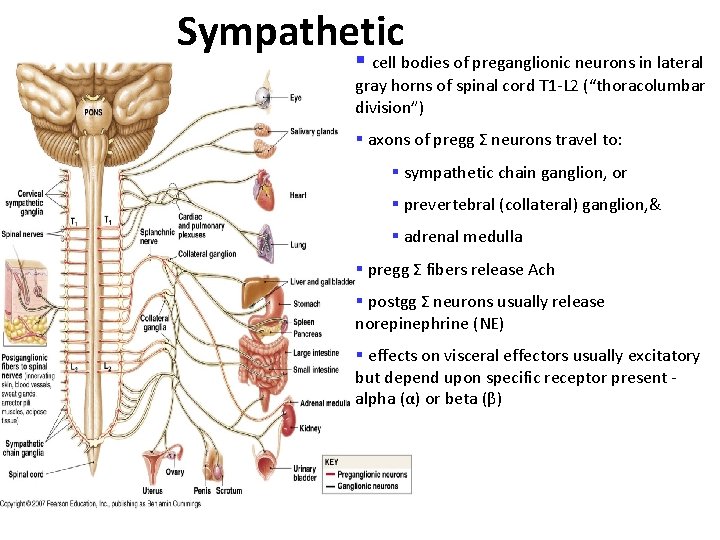 Sympathetic § cell bodies of preganglionic neurons in lateral gray horns of spinal cord