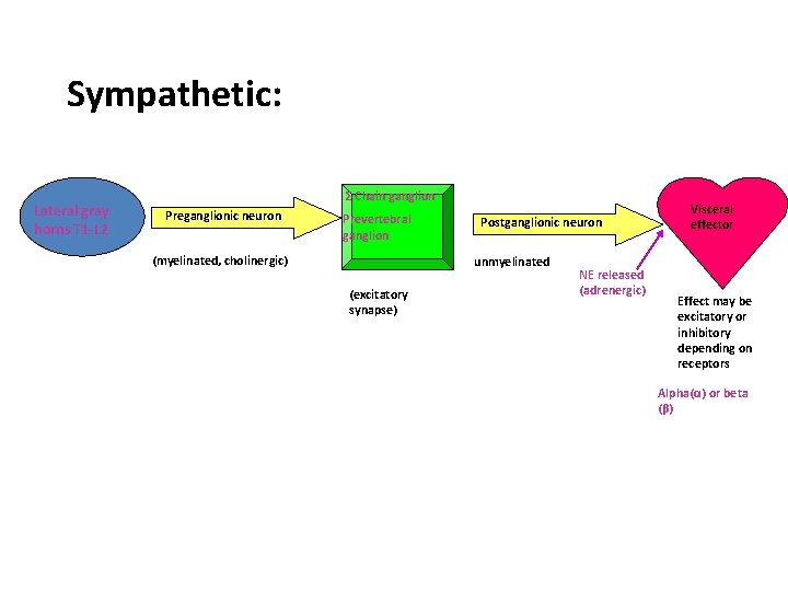 Sympathetic: Lateral gray horns T 1 -L 2 Σ Chain ganglion Preganglionic neuron Prevertebral