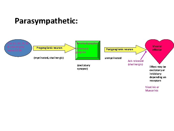 Parasympathetic: CNs (III, VII, IX, X) & Lateral gray horns S 2 -S 4