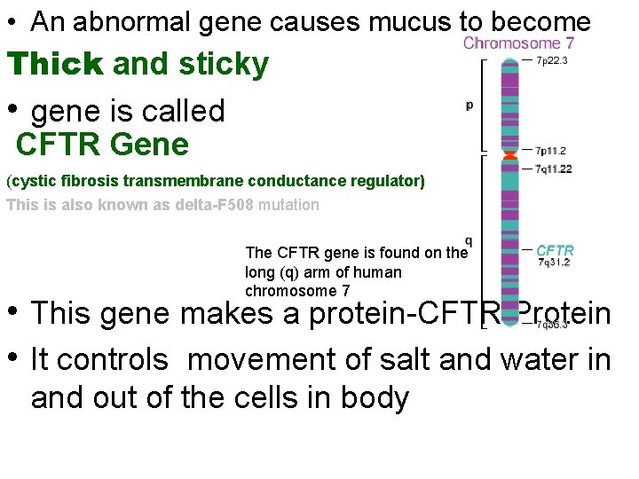  • An abnormal gene causes mucus to become Thick and sticky • gene