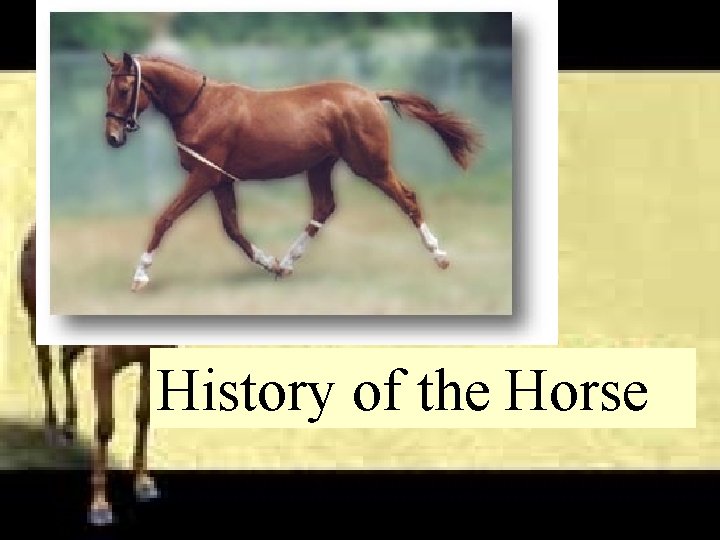 History of the Horse History of the Horse