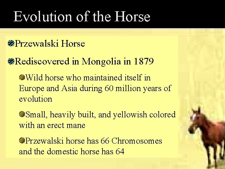 Evolution of the Horse Przewalski Horse Rediscovered in Mongolia in 1879 Wild horse who Evolution of the Horse Przewalski Horse Rediscovered in Mongolia in 1879 Wild horse who