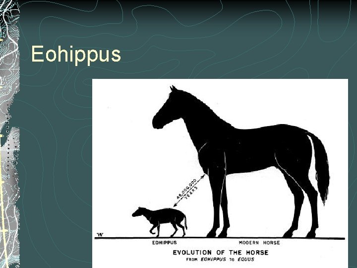 Eohippus Eohippus