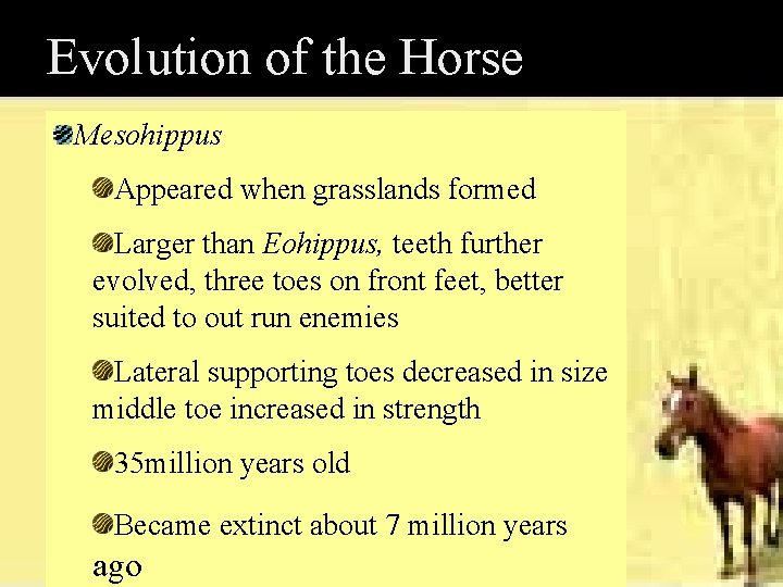 Evolution of the Horse Mesohippus Appeared when grasslands formed Larger than Eohippus, teeth further Evolution of the Horse Mesohippus Appeared when grasslands formed Larger than Eohippus, teeth further