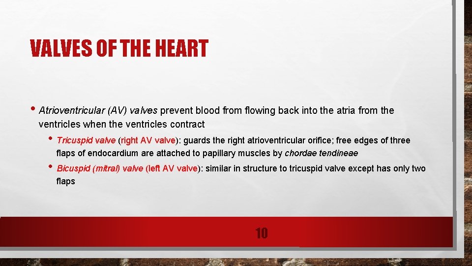 VALVES OF THE HEART • Atrioventricular (AV) valves prevent blood from flowing back into