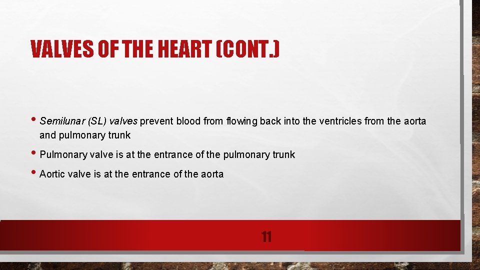 VALVES OF THE HEART (CONT. ) • Semilunar (SL) valves prevent blood from flowing