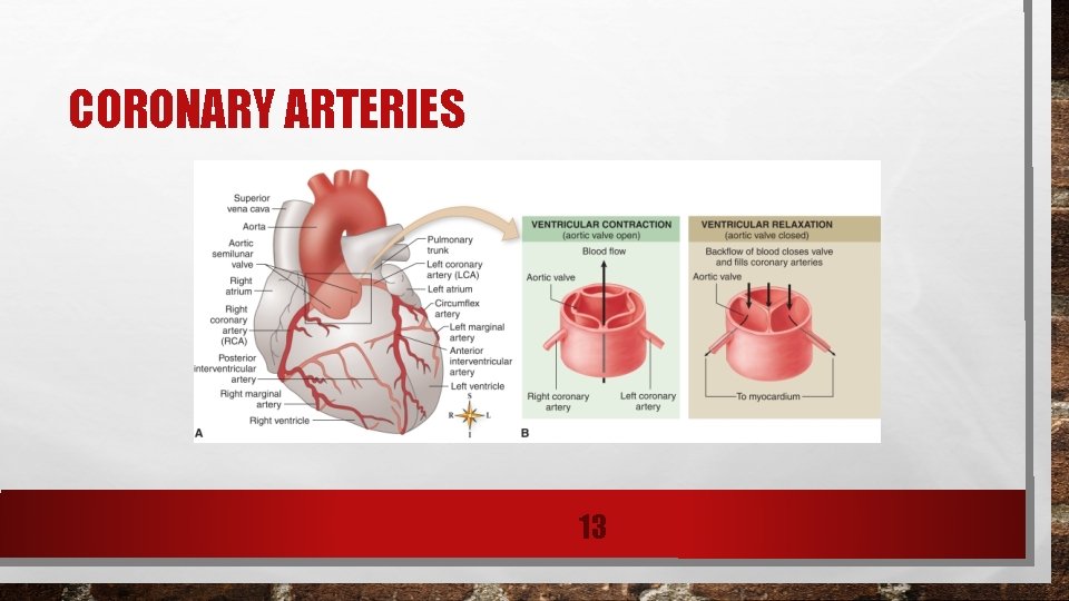 CORONARY ARTERIES 13 