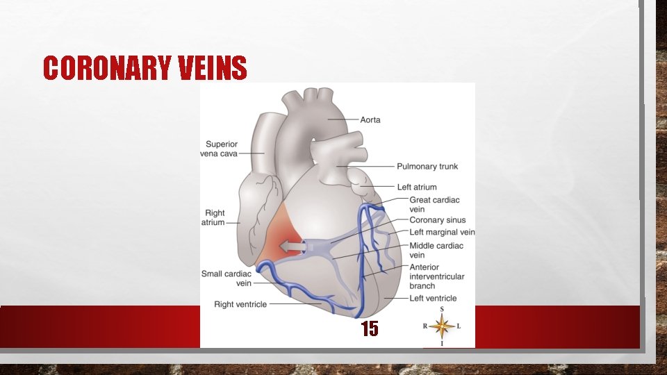 CORONARY VEINS 15 