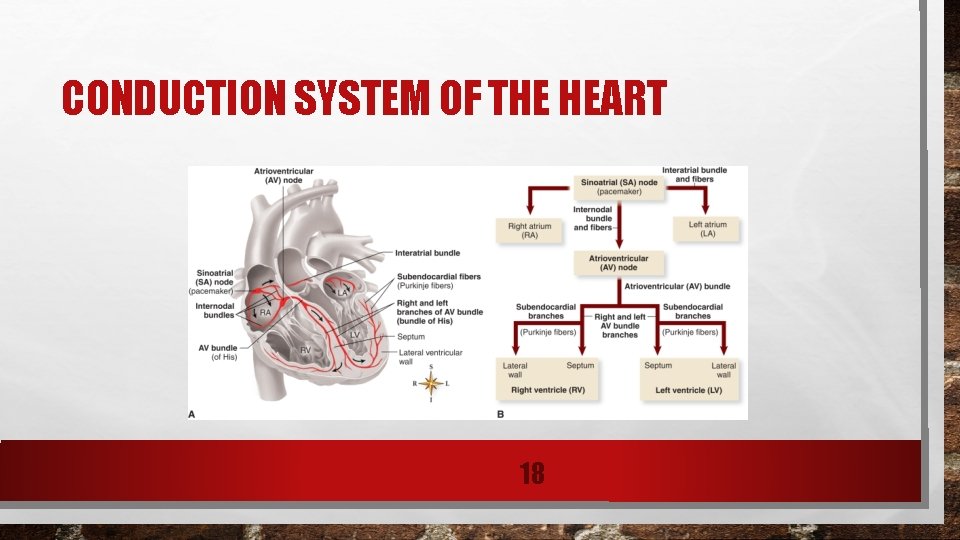 CONDUCTION SYSTEM OF THE HEART 18 